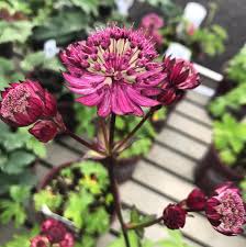 Attēlu rezultāti vaicājumam “Astrantia major flower”