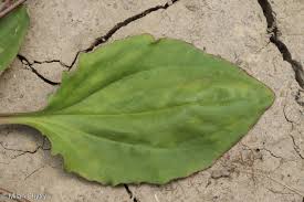 Attēlu rezultāti vaicājumam “Plantago uniflora leaf”