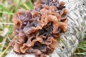 Attēlu rezultāti vaicājumam “Tremella foliacea”