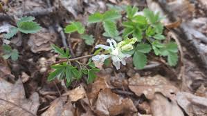 Attēlu rezultāti vaicājumam “Corydalis cava leaf”