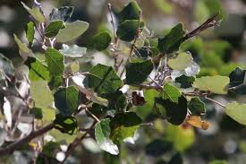 Attēlu rezultāti vaicājumam “Populus x gileadensis”