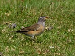 Image result for Turdus obscurus