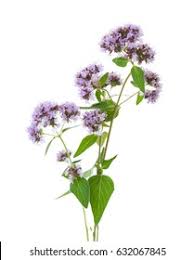 Attēlu rezultāti vaicājumam “Origanum vulgare flower”