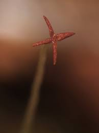 Attēlu rezultāti vaicājumam “Cephalozia connivens”