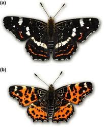 Attēlu rezultāti vaicājumam “Araschnia levana larva”