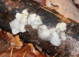 Attēlu rezultāti vaicājumam “Exidia thuretiana”