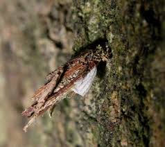 Attēlu rezultāti vaicājumam “Psyche casta”