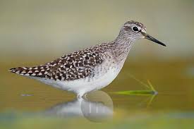 Attēlu rezultāti vaicājumam “Tringa glareola adult”