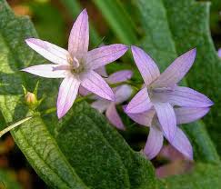 Attēlu rezultāti vaicājumam “Campanula patula fruit”