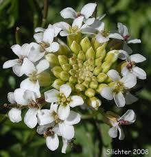 Image result for Rorippa nasturtium-aquaticum