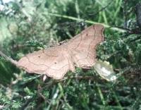 Attēlu rezultāti vaicājumam “Idaea emarginata”