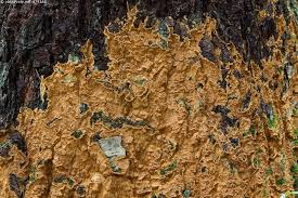 Attēlu rezultāti vaicājumam “Asterodon ferruginosus”