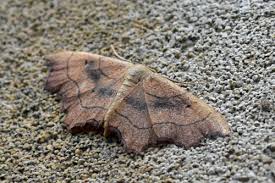 Attēlu rezultāti vaicājumam “Geometridae”