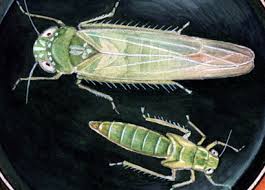 Attēlu rezultāti vaicājumam “Empoasca sp.”