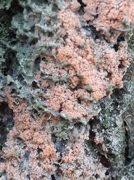 Attēlu rezultāti vaicājumam “Athelia arachnoidea”