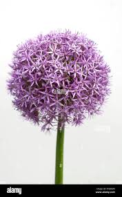 Image result for Zierlauch