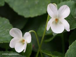 Image result for Viola odorata