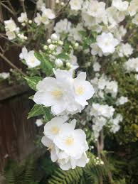 Attēlu rezultāti vaicājumam “Philadelphus lemoinei flower”