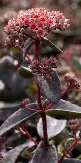 Attēlu rezultāti vaicājumam “Hylotelephium telephium”