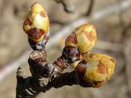 Attēlu rezultāti vaicājumam “Pyrus communis bud”