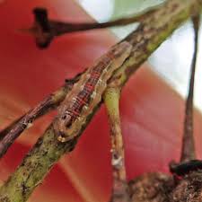 Attēlu rezultāti vaicājumam “Syrphus sp. imago”