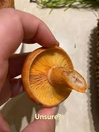 Attēlu rezultāti vaicājumam “Lactarius deterrimus”