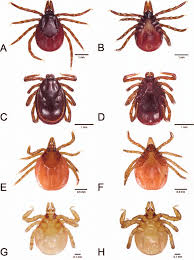 Attēlu rezultāti vaicājumam “Ixodes female”