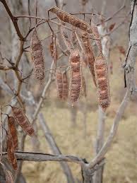 Attēlu rezultāti vaicājumam “Robinia pseudoacacia fruit”
