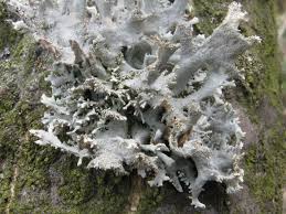 Attēlu rezultāti vaicājumam “Pseudevernia furfuracea”