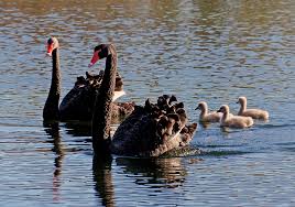 Attēlu rezultāti vaicājumam “Cygnus atratus”