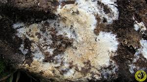 Attēlu rezultāti vaicājumam “Trechispora mollusca”