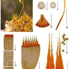 Attēlu rezultāti vaicājumam “Dicranella schreberiana sporophyte”