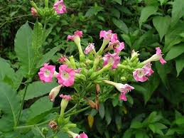 Attēlu rezultāti vaicājumam “Nicotiana tabacum flower”