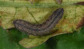 Attēlu rezultāti vaicājumam “Polypogon tentacularius”