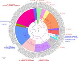 Attēlu rezultāti vaicājumam “Diplolepis bicolor”