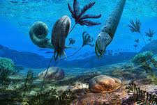 Attēlu rezultāti vaicājumam “Endoceras”