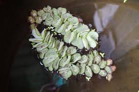 Attēlu rezultāti vaicājumam “Pistia stratiotes leaf”