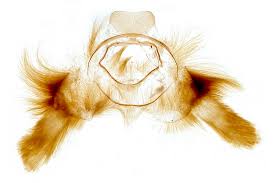 Attēlu rezultāti vaicājumam “Catarhoe rubidata”