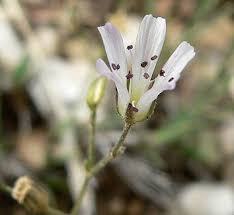 Attēlu rezultāti vaicājumam “Arenaria procera leaf”
