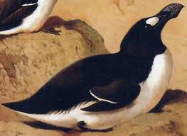 Image result for Pinguinus impennis