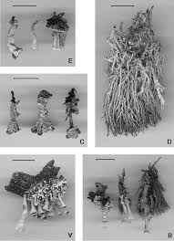 Attēlu rezultāti vaicājumam “Cladonia coccifera”