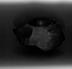 Attēlu rezultāti vaicājumam “Comatricha alta young”