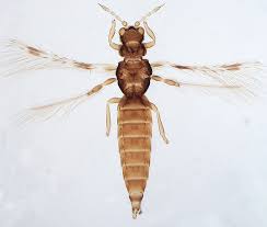 Attēlu rezultāti vaicājumam “Thysanoptera”