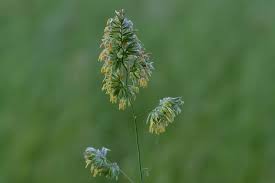 Attēlu rezultāti vaicājumam “Dactylis polygama”