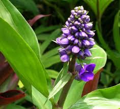 Attēlu rezultāti vaicājumam “Commelinaceae”