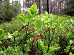 Attēlu rezultāti vaicājumam “Vaccinium myrtillus flower”