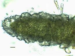 Attēlu rezultāti vaicājumam “Chara hispida”