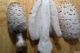 Image result for coprinus