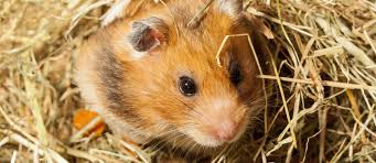 Afbeeldingsresultaat voor hamsters