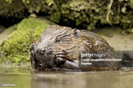Attēlu rezultāti vaicājumam “Castor fiber”